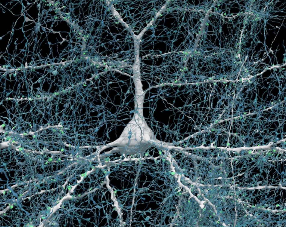 Unveiling the Intricacies of the Human Brain: A 3D Mapping Breakthrough with AI