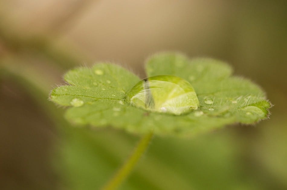 Agua sobre flora