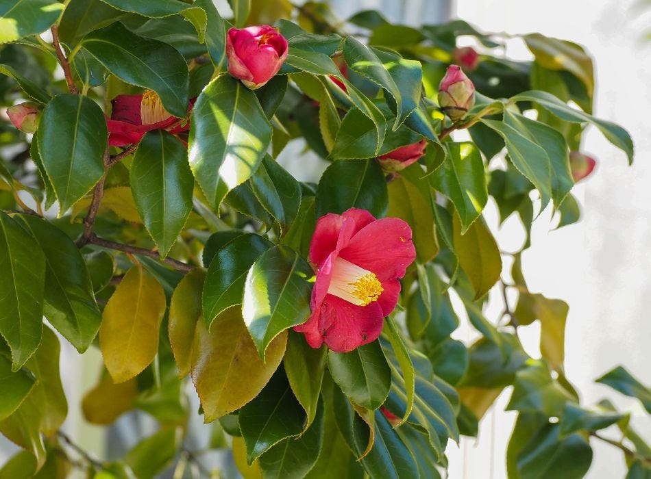 Repair techniques for Japanese camellia