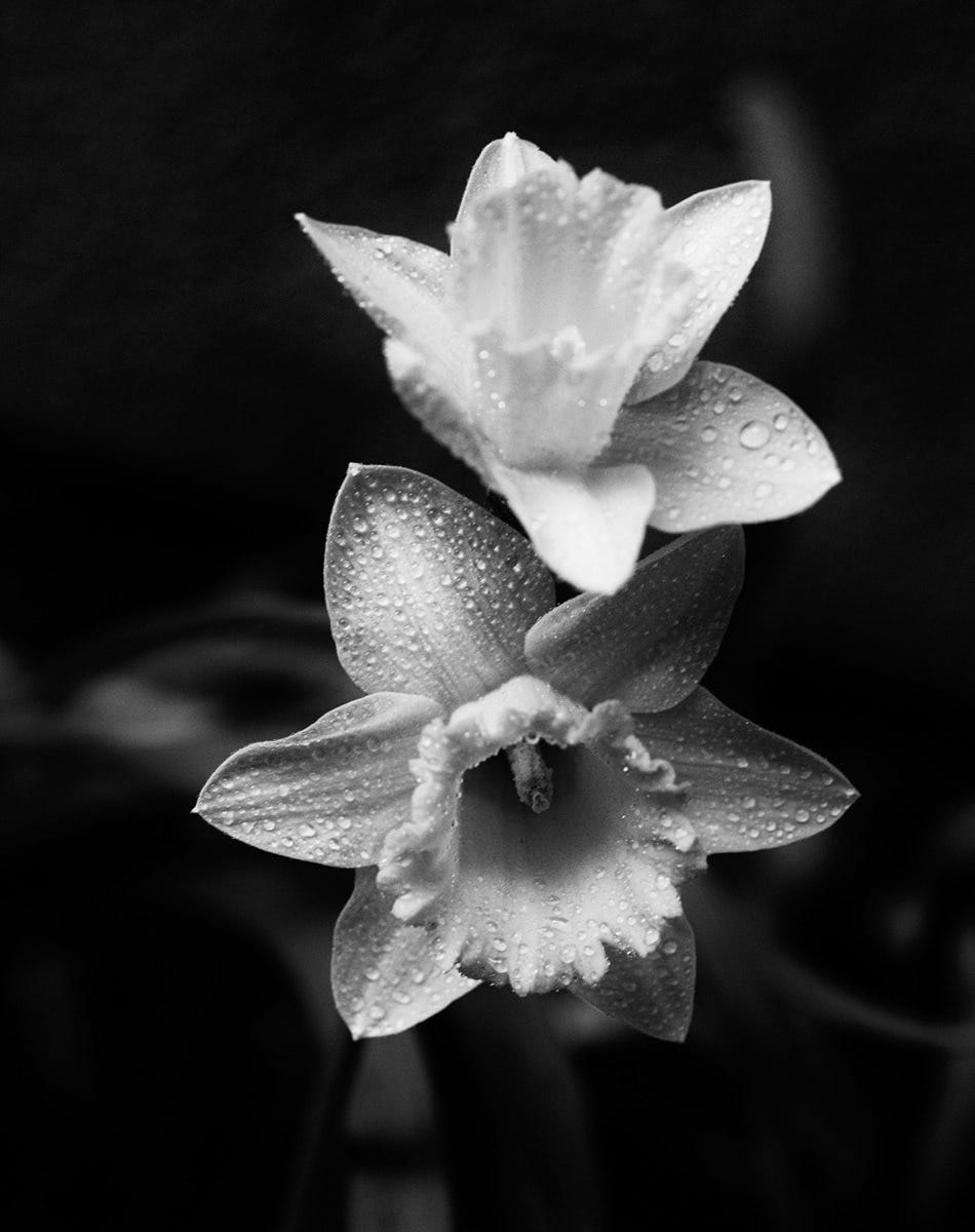 Daffodils In Black n White