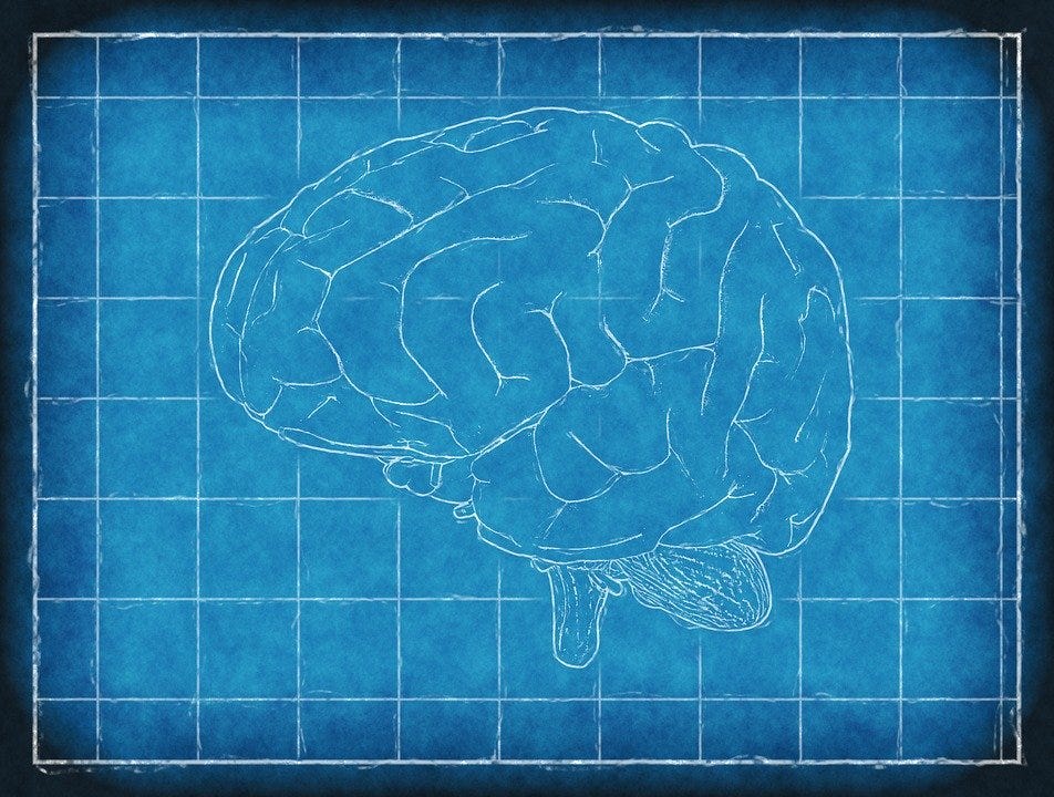 Blueprint-style drawing of a brain