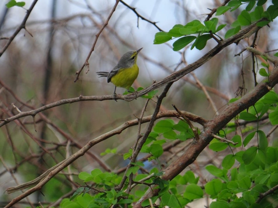 Population assessment of Barbuda Warbler (Setophaga subita) after Hurricane Irma.