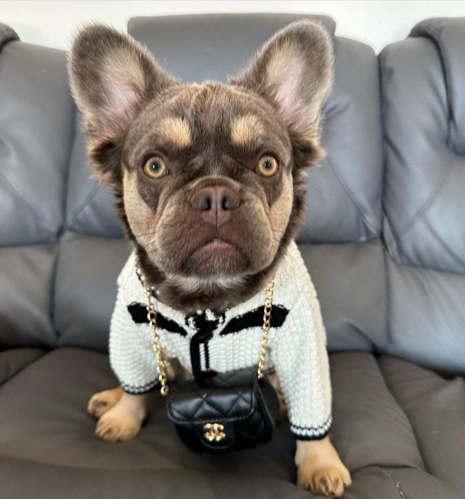 Ongoing costs of a fluffy Frenchie - Dolcie - Top Frenchie