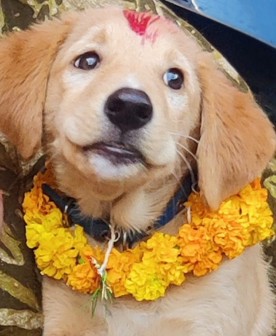 A dog decorated with garland and tika during Kukur Tihar in Nepal.