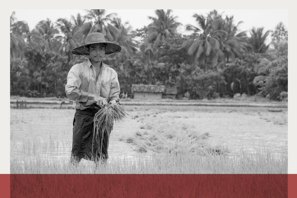 A paddy farmer harvests his crops.