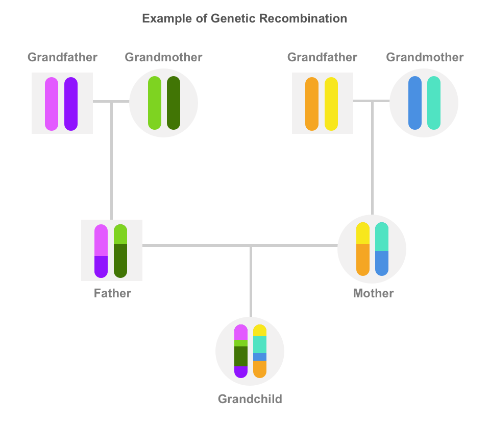 Image explaining how DNA in a chromosome recombines over the generations.