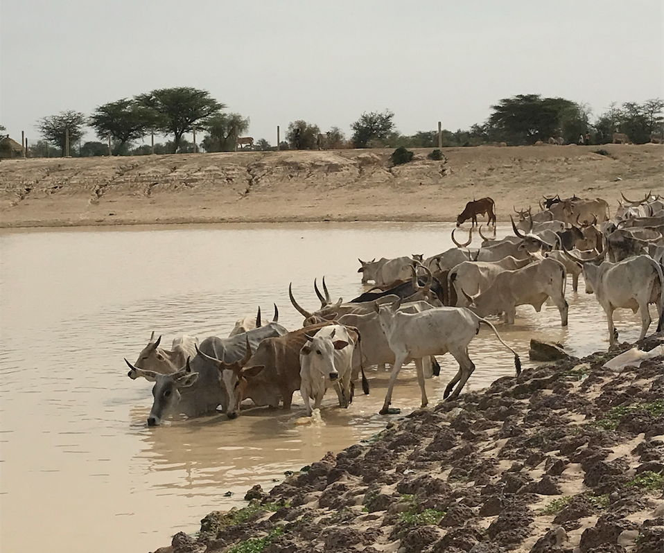 Cattle in Leinguere, Senegal cool down in a small, maintained pond while pastoralists tend to other business from the sparse shade trees.