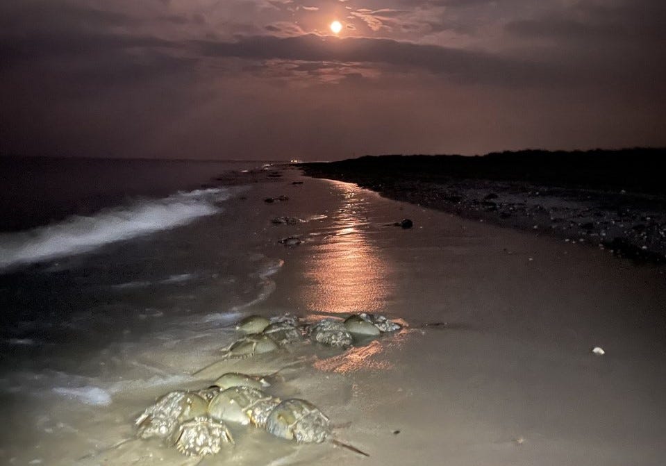 a purple moon and clouds over a beach with waves, sand, and horseshoe crabs
