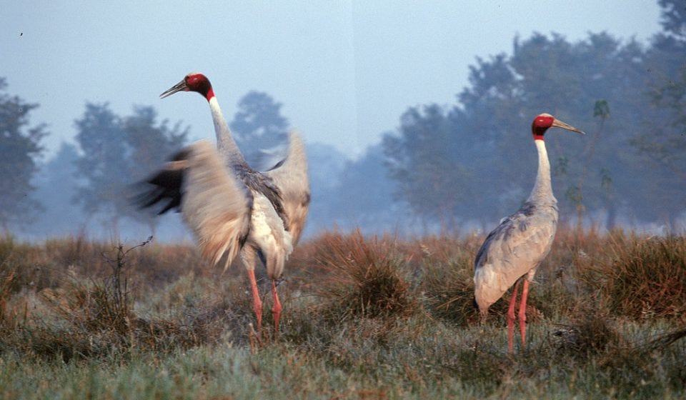 Spotting Saras Crane Inside Koshi Tappu Wildlife Reserve