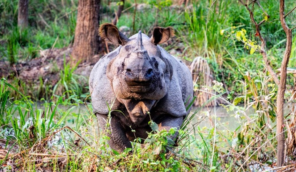 One-Horned Rhino Inside Chitwan National Park