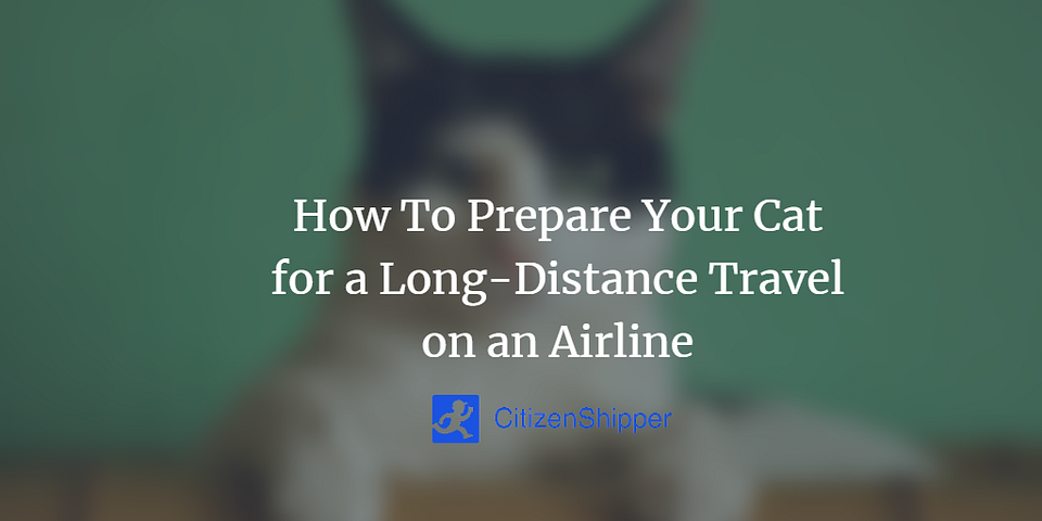 How To Prepare Your Cat for a Long-Distance Travel on an Airline