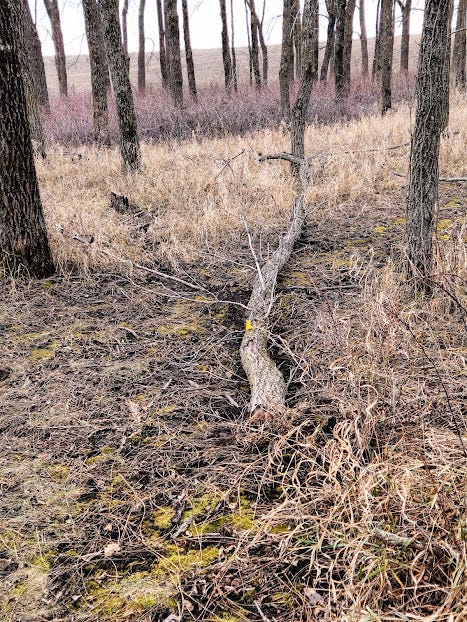 The log, that was winched, lays on the ground.
