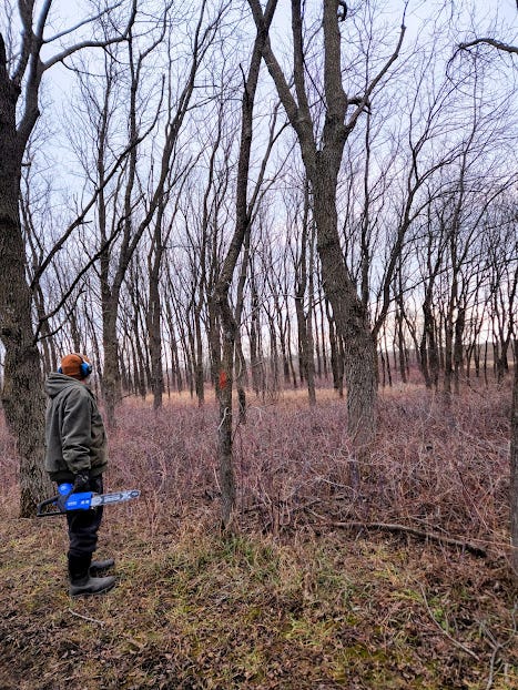 Dan, the author’s husband holds a blue saw. He is looking at a tree with an orange mark on it, because it is dead.