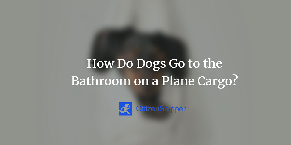 How Do Dogs Go to the Bathroom on a Plane Cargo?