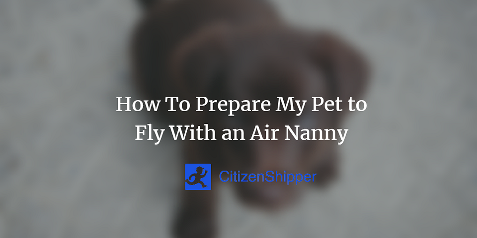 How To Prepare My Pet to Fly With an Air Nanny