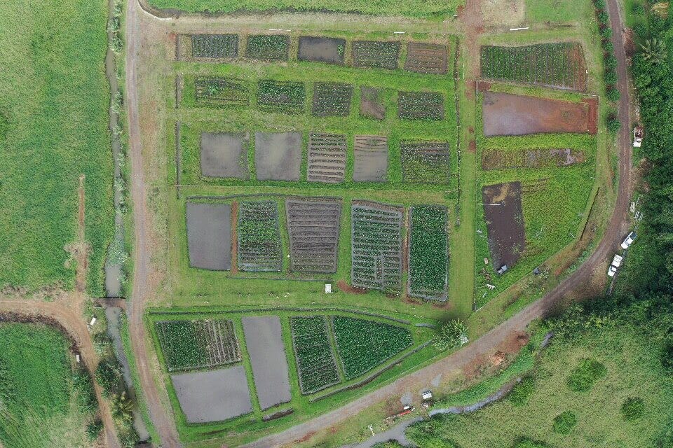 A restored wetland agroecosystem in Heʻeia on the island of Oʻahu