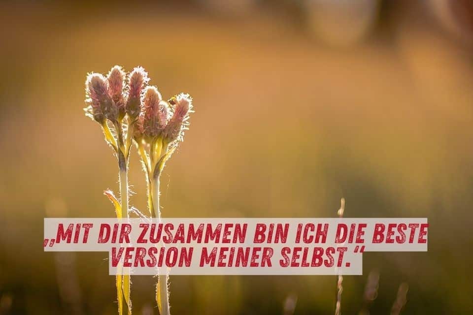 Das Bild zeigt eine Nahaufnahme von Blumen, die im Sonnenlicht erstrahlen und eine warme, goldene Atmosphäre erzeugen. Die Blumen sind im Mittelpunkt, während der Hintergrund unscharf ist. Unten im Bild steht der Text: