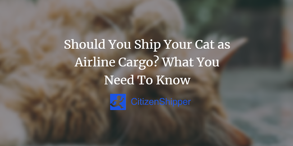 Should You Ship Your Cat as Airline Cargo? What You Need To Know