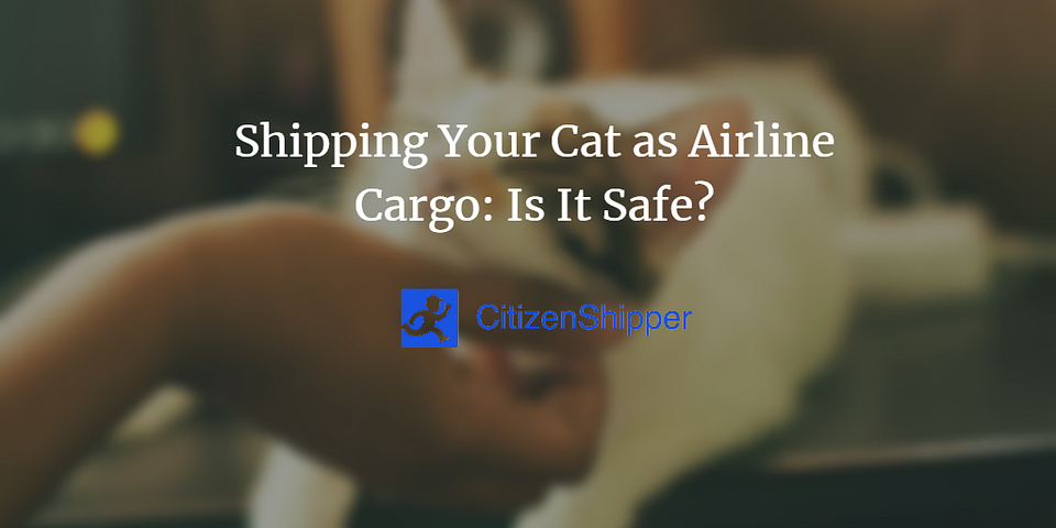 Shipping Your Cat as Airline Cargo: Is It Safe?