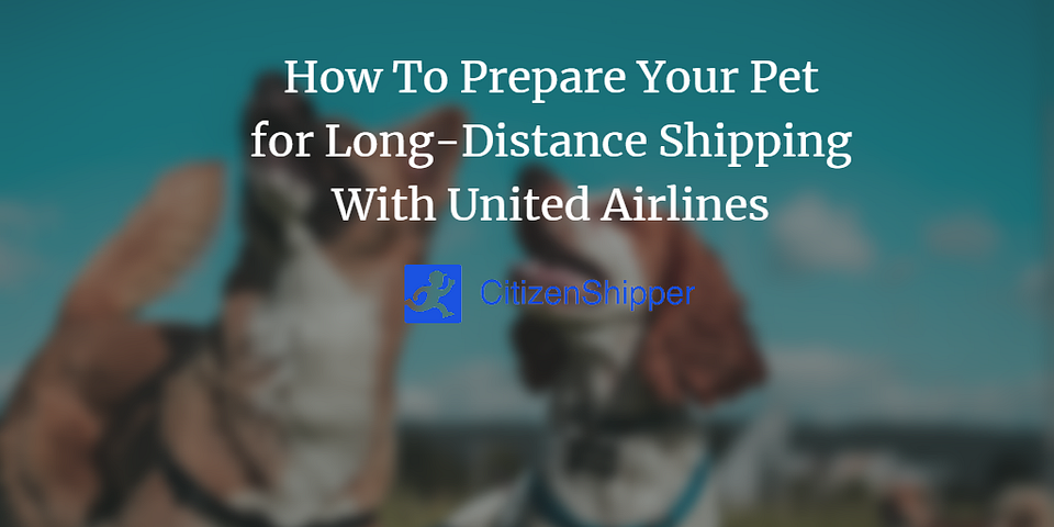 How To Prepare Your Pet for Long-Distance Shipping With United Airlines