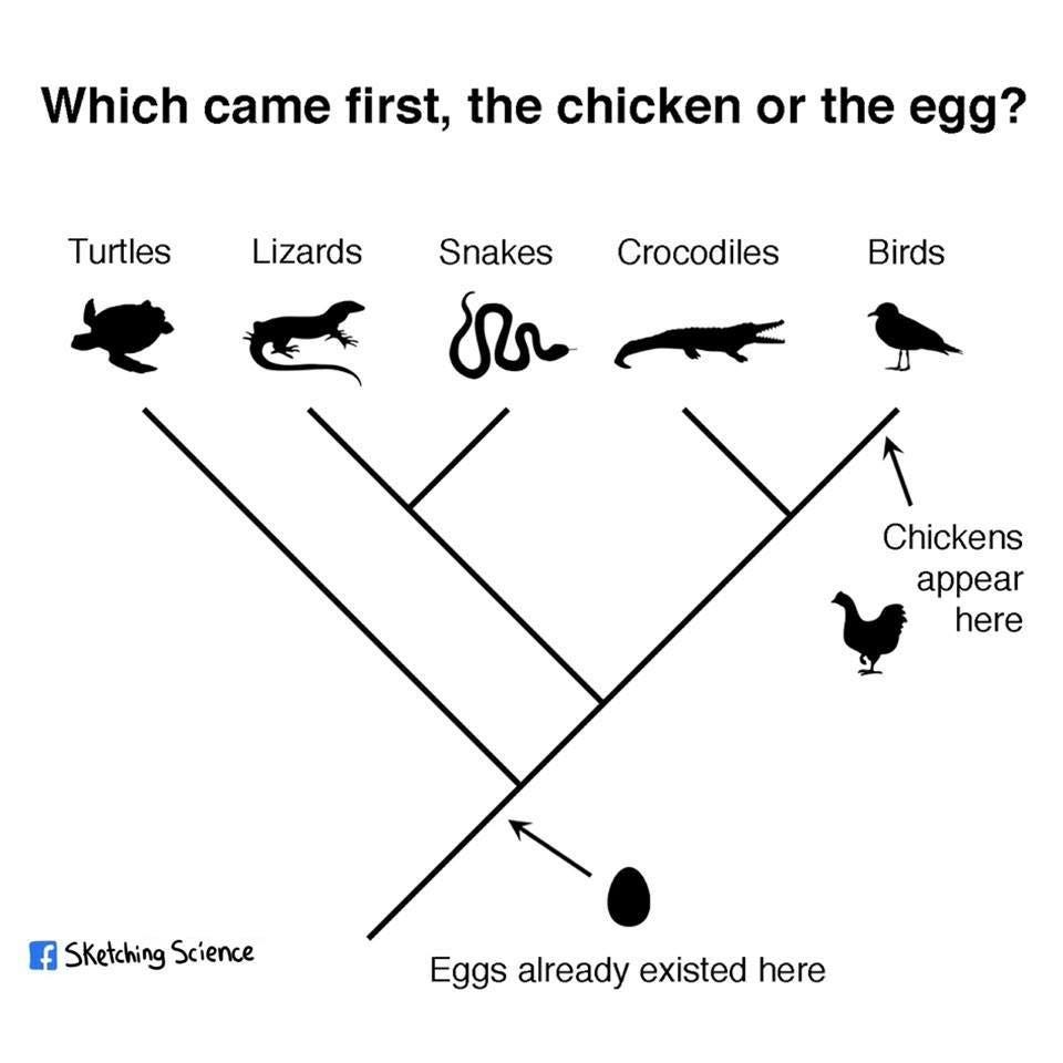 A (hopefully) intuitive demonstration of how birds evolved.