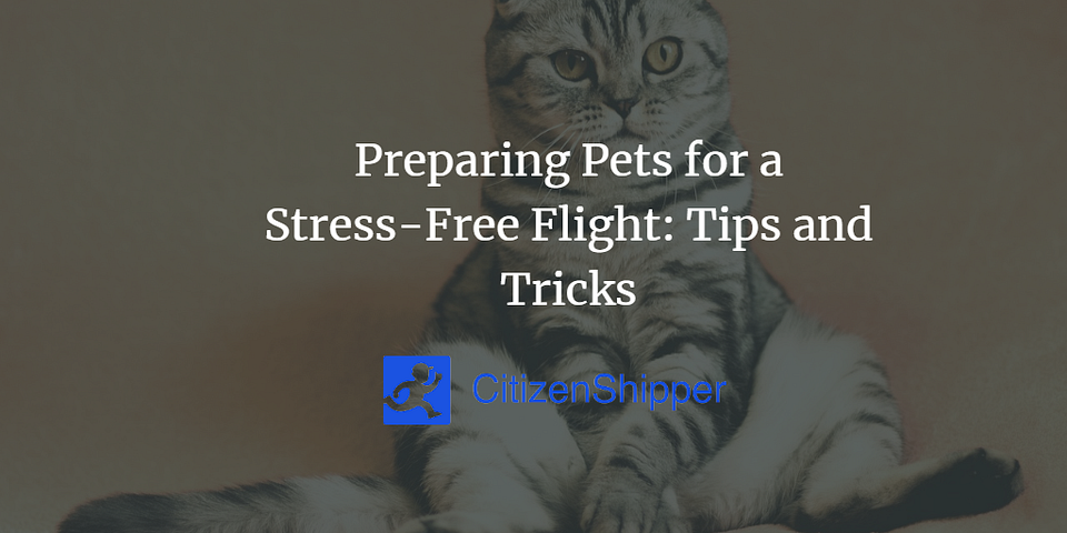 Preparing Pets for a Stress-Free Flight: Tips and Tricks