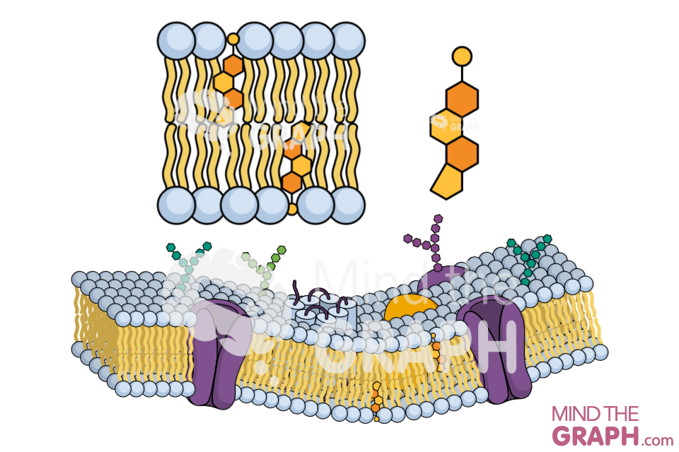 cholesterol cell membrane