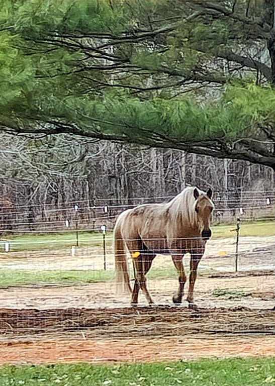 A palomino horse stands at the fence. His ears are forward. A heart is on his forehead.