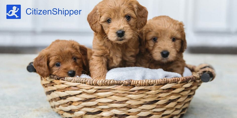 How to Return a Puppy to the Breeder – A Comprehensive Guide