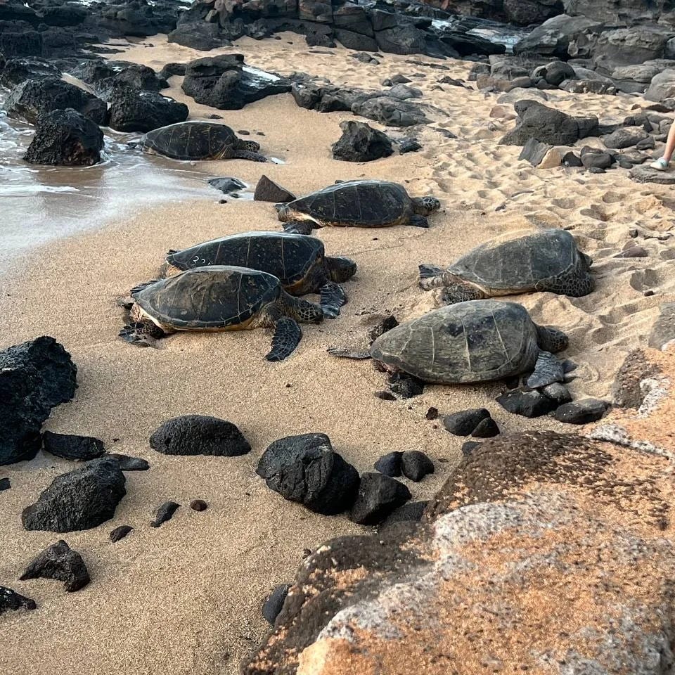 Sea turtles, resting on beach