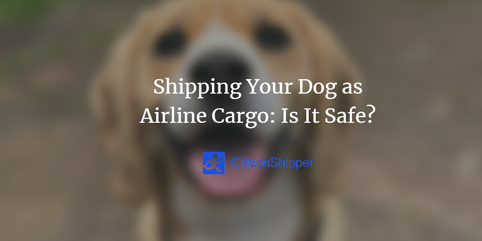 Shipping Your Dog as Airline Cargo: Is It Safe?