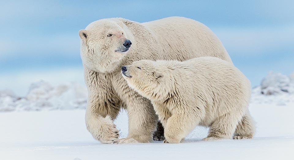 Polar Bear and Cub