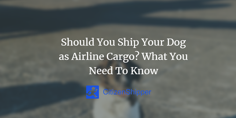 Should You Ship Your Dog as Airline Cargo? What You Need To Know