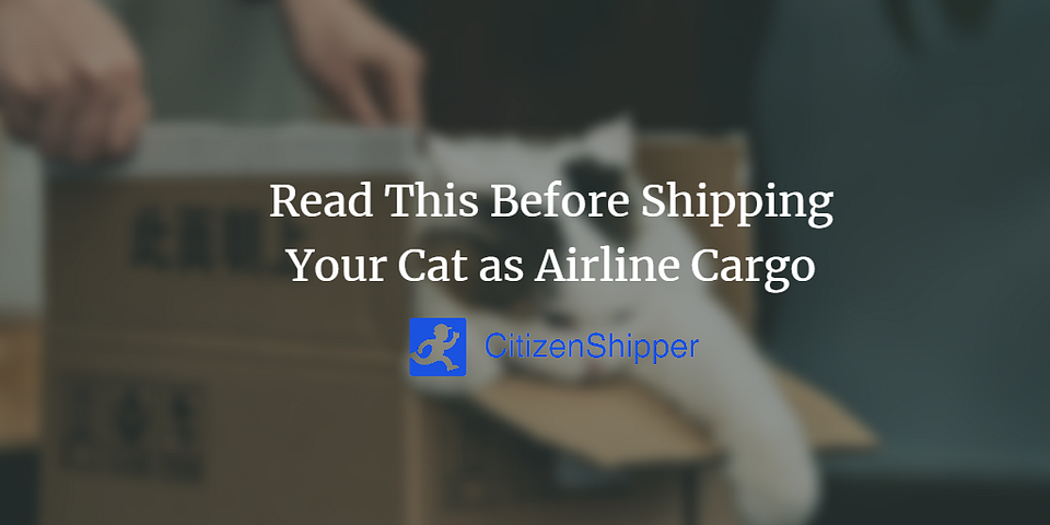Read This Before Shipping Your Cat as Airline Cargo