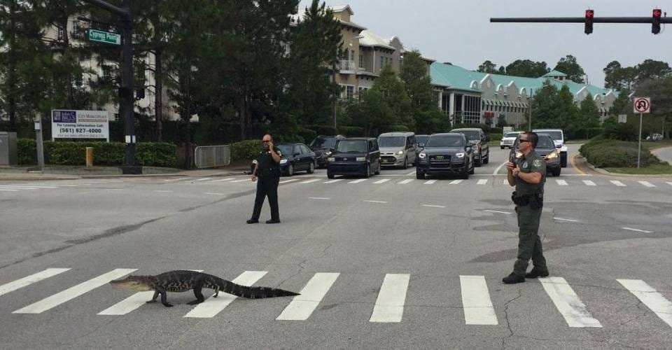 alligator-crossing-the-street