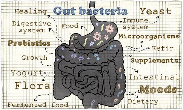 | gut bacteria | Signs and symptoms of SIBO | Probiotics |