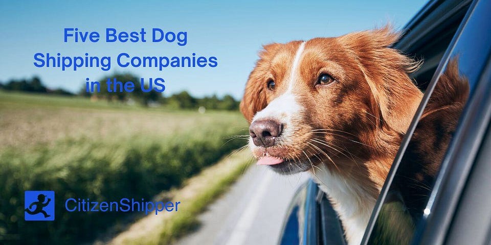 5 Best Dog Shipping Companies in 2024