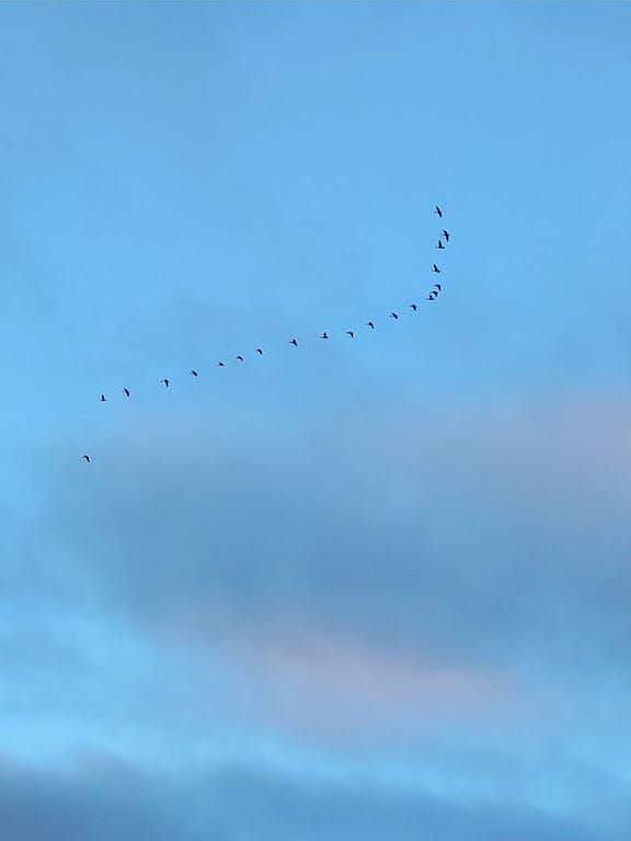 A flock of geese are flying in a cloudy but blue ski.