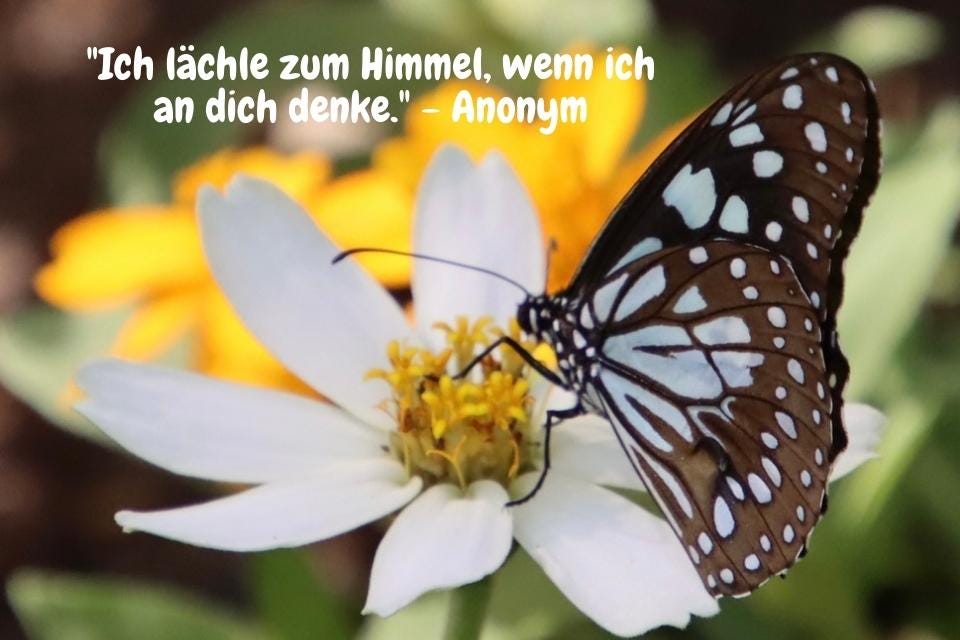 Schmetterling mit Blume und Zitat