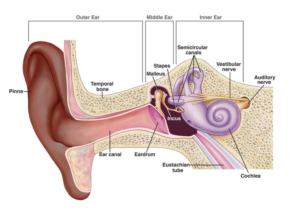 A diagram of the inner ear into the cochlea.