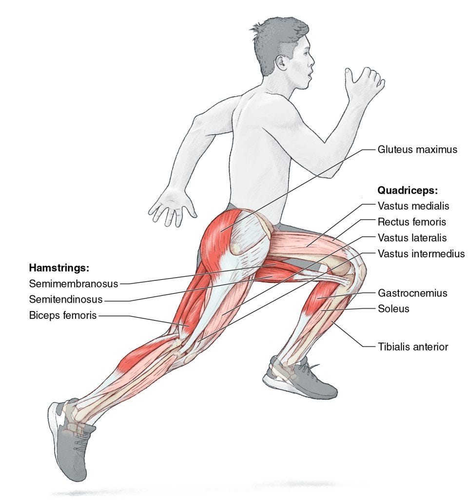 Plyometric exercises: Bounds image