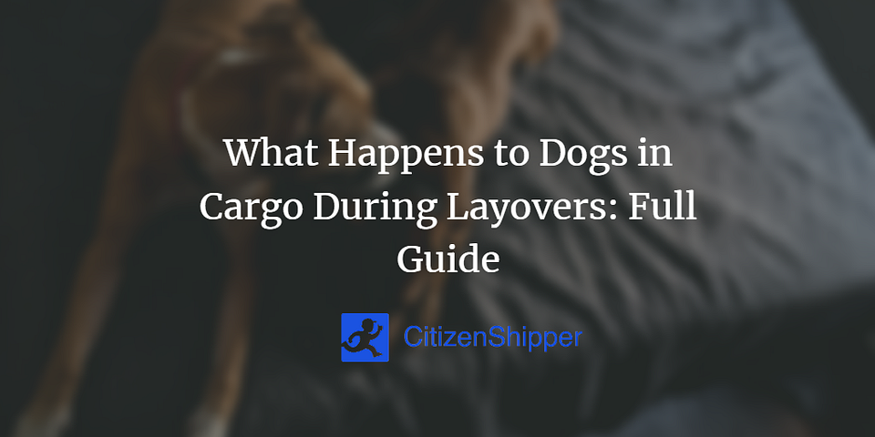 What Happens to Dogs in Cargo During Layovers: Full Guide