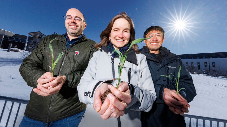 James Schnable (from left), Rebecca Roston and Toshihiro Obata hold young sorghum plants outside of the Bioscience Greenhouses on City Campus.