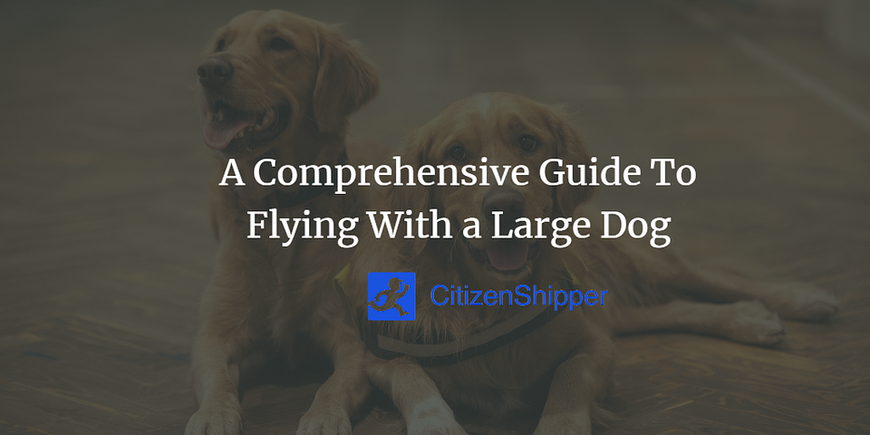 A Comprehensive Guide To Flying With a Large Dog
