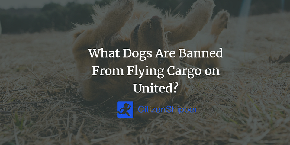 What Dogs Are Banned From Flying Cargo on United?