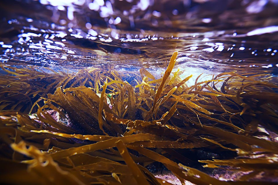 Yellowish kelp grows under the surface of the water, with sunlight shining through.