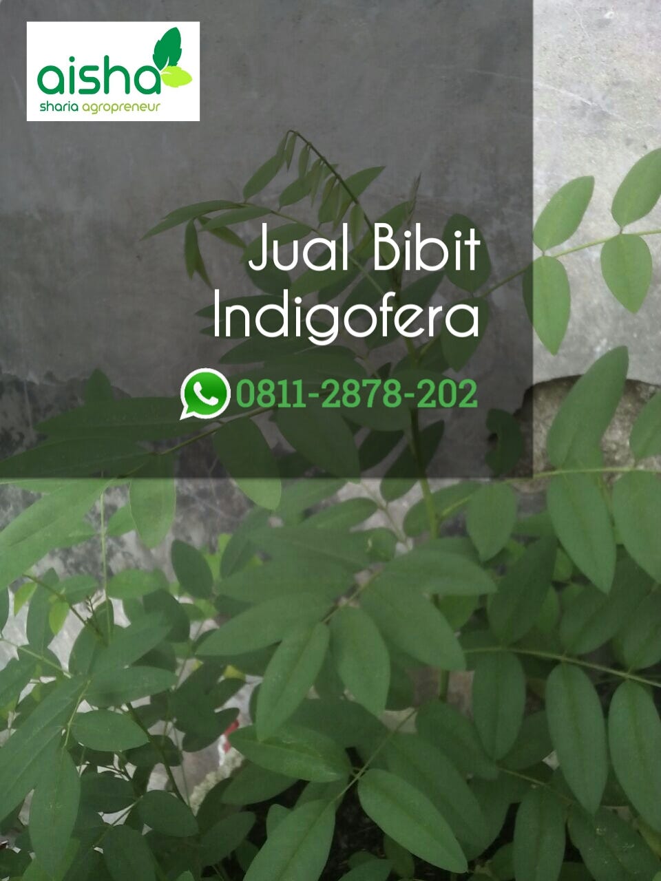 Bibit Matoa Toko Bibit Tanaman Di Bandung