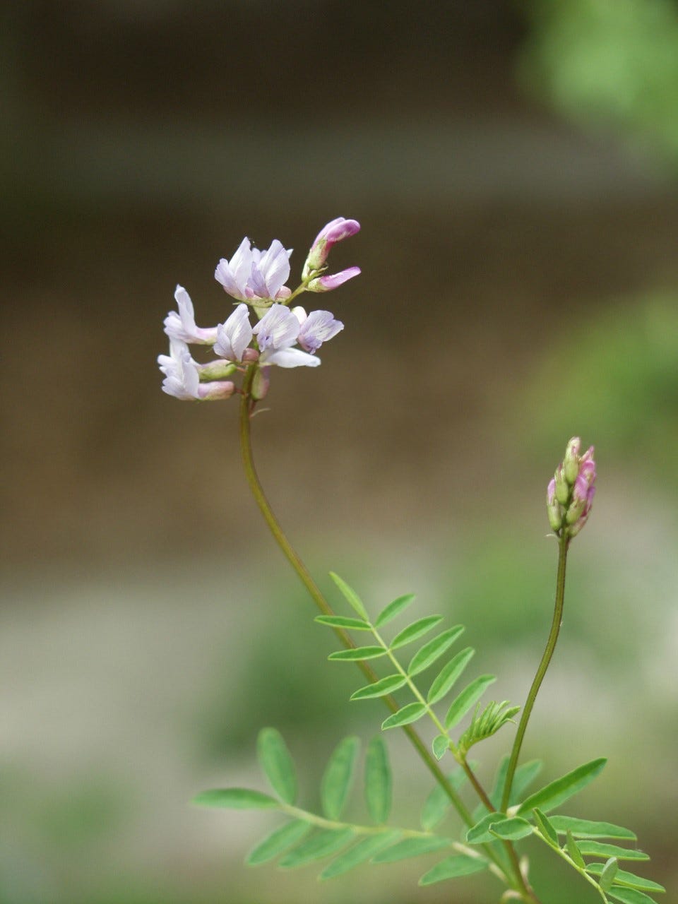 the petals and leaves of Jesup’s milk-vetch