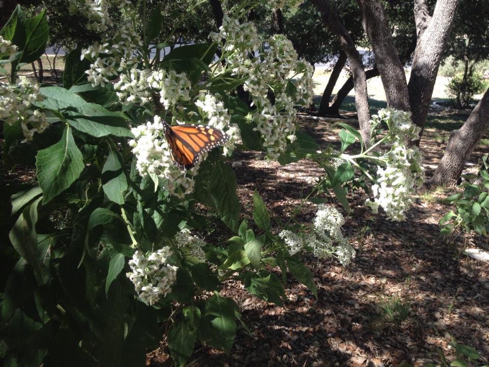 A single monarch butterfly sits on white flowering milkweed.