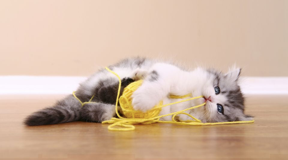 kitten with a ball of yellow yarn